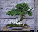 California Juniper
